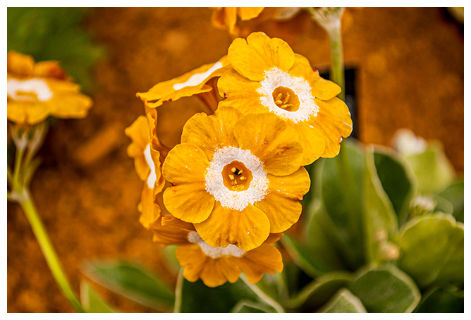 Nestled in a Devon valley, Rosemoor blends formal and informal plantings to magical effect. 